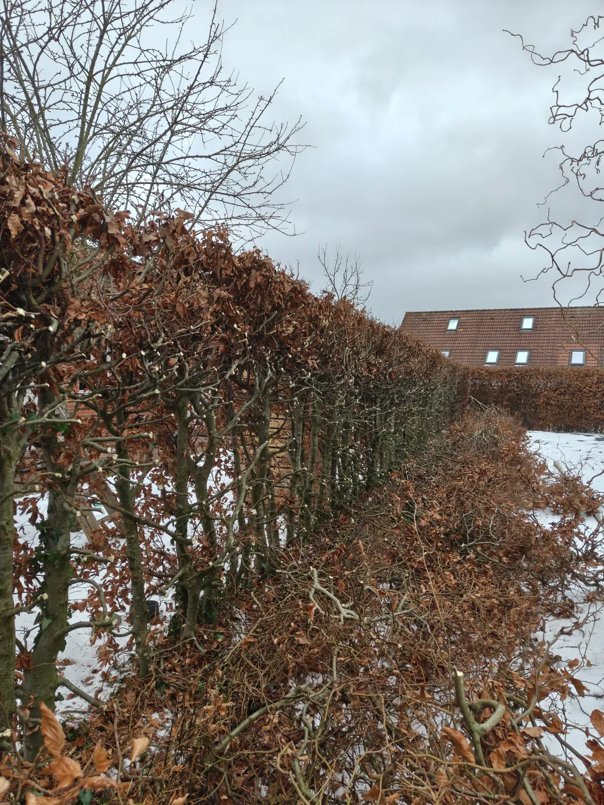 Kraftig foryngelsesbeskæring af bøgehæk om vinteren