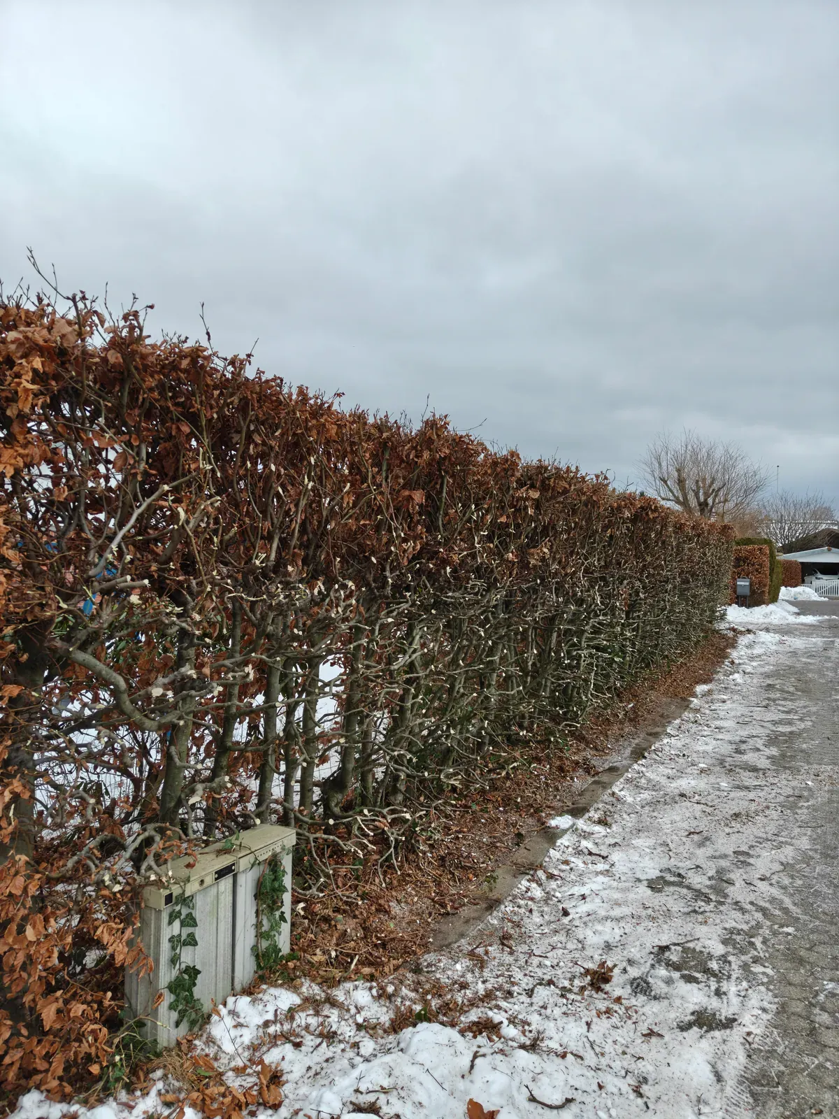 Beskåret hæk langs stien med sne på jorden