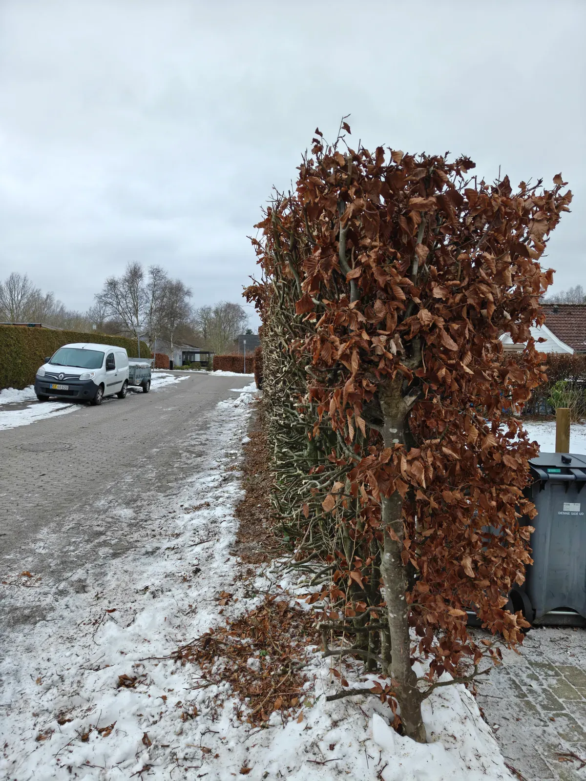 Hækenden beskåret ind til stammerne ved indkørslen