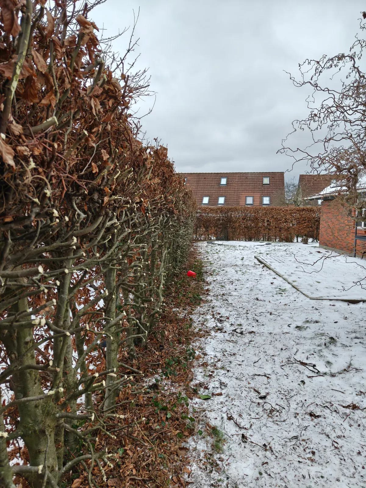 Færdig beskæring set fra gårdspladsen