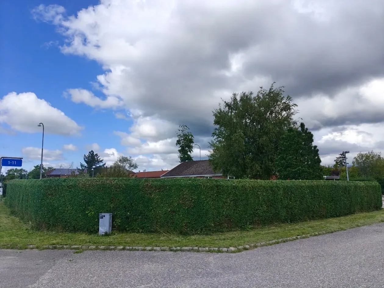 Uklippet og forsømt hæk før hækklipning