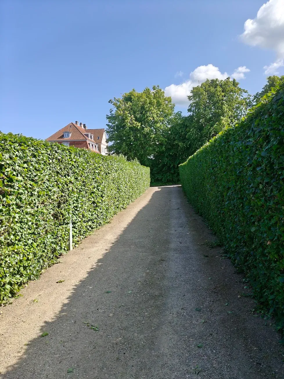 Nyklippet bøgehæk på begge sider af grusindkørslen