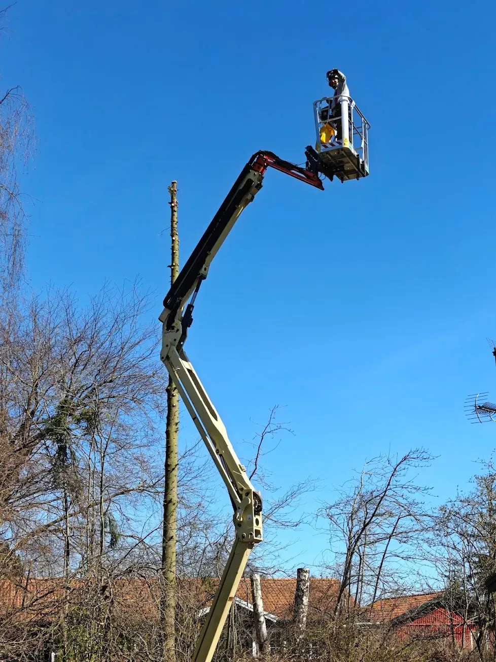 Liften i toppen af træet mod klar blå himmel